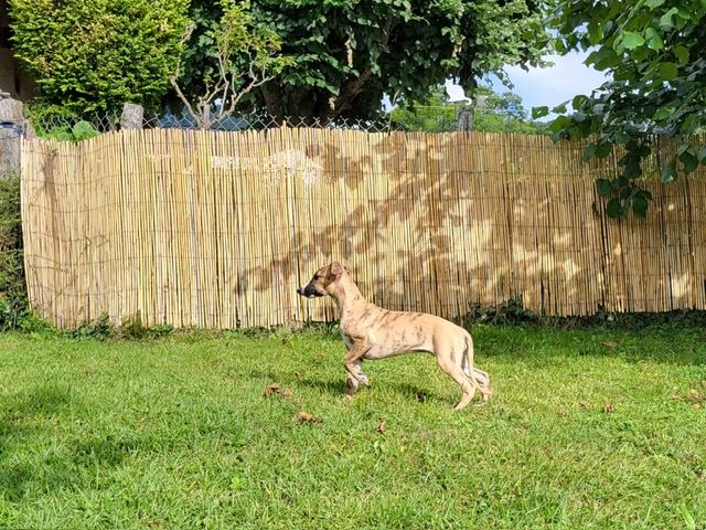 de la grotte aux moines - Chiots disponibles - Whippet