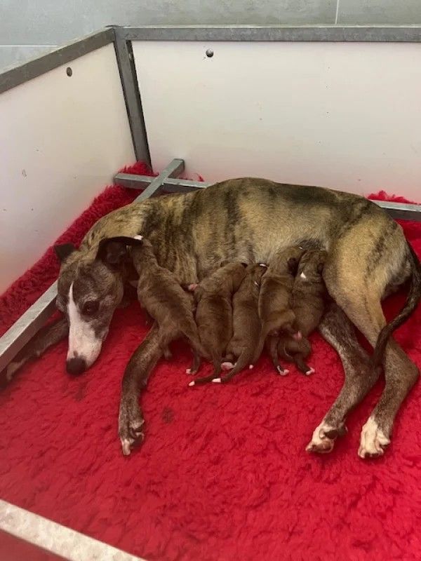 Cachorro Whippet de la grotte aux moines