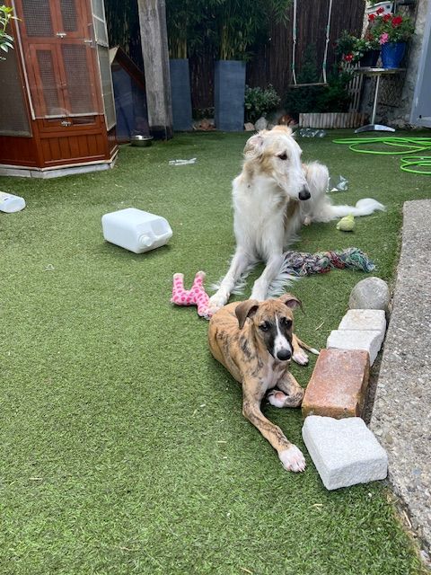de la grotte aux moines - Chiots disponibles - Whippet